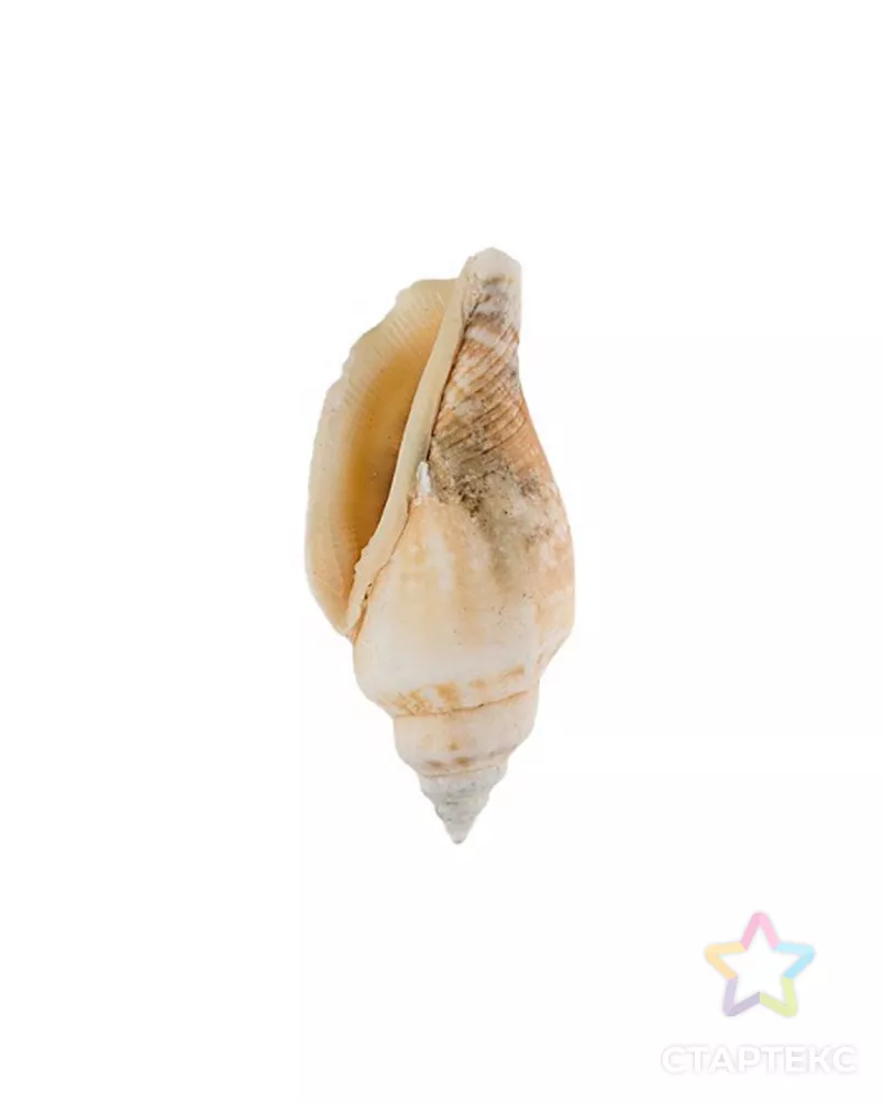 Ракушки декоративные "Zlatka" 15шт арт. ФТФ-4-1-40363 - рис. 1