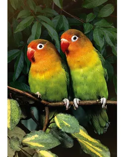 "ФРЕЯ" Пазл 500 деталей 32.5 x 47.5 см PZL-500/39 Попугаи-неразлучники арт. ГММ-100651-31-ГММ113186052574