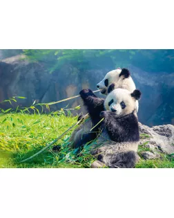 "ФРЕЯ" Пазл 500 деталей 32.5 x 47.5 см PZL-500/51 Панды на отдыхе арт. ГММ-100651-42-ГММ115875026954