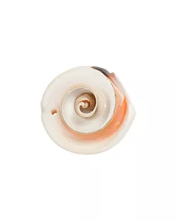 "Zlatka" Ракушки декор. D20-24 23 мм 5 х 20 г №01 натуральный арт. ГММ-14236-1-ГММ0058393