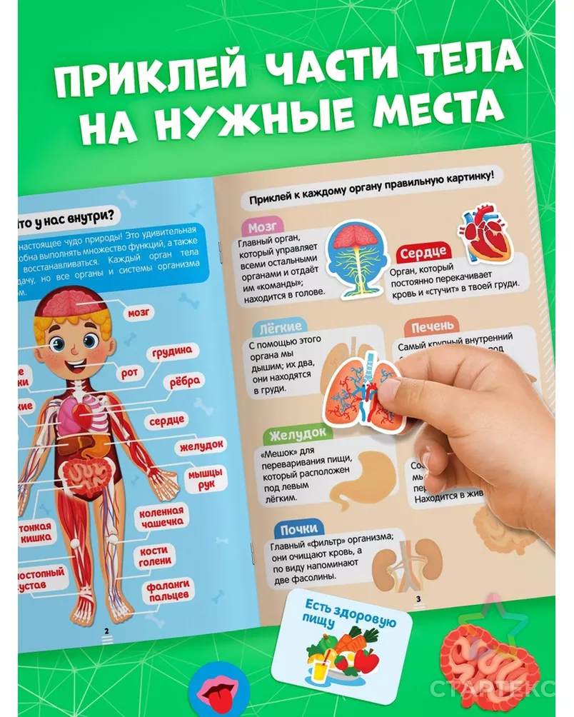 Наклейки «Секреты тела человека», 16 стр. арт. СМЛ-127533-1-СМЛ0004859819 - рис. 2